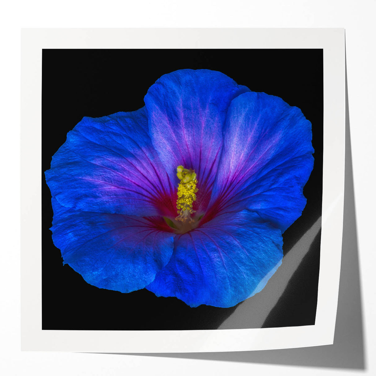 Botanical wall art featuring a vibrant hibiscus design in shades of pink and green, elegantly rolled for easy display and shipping, perfect for tropical-themed decor.