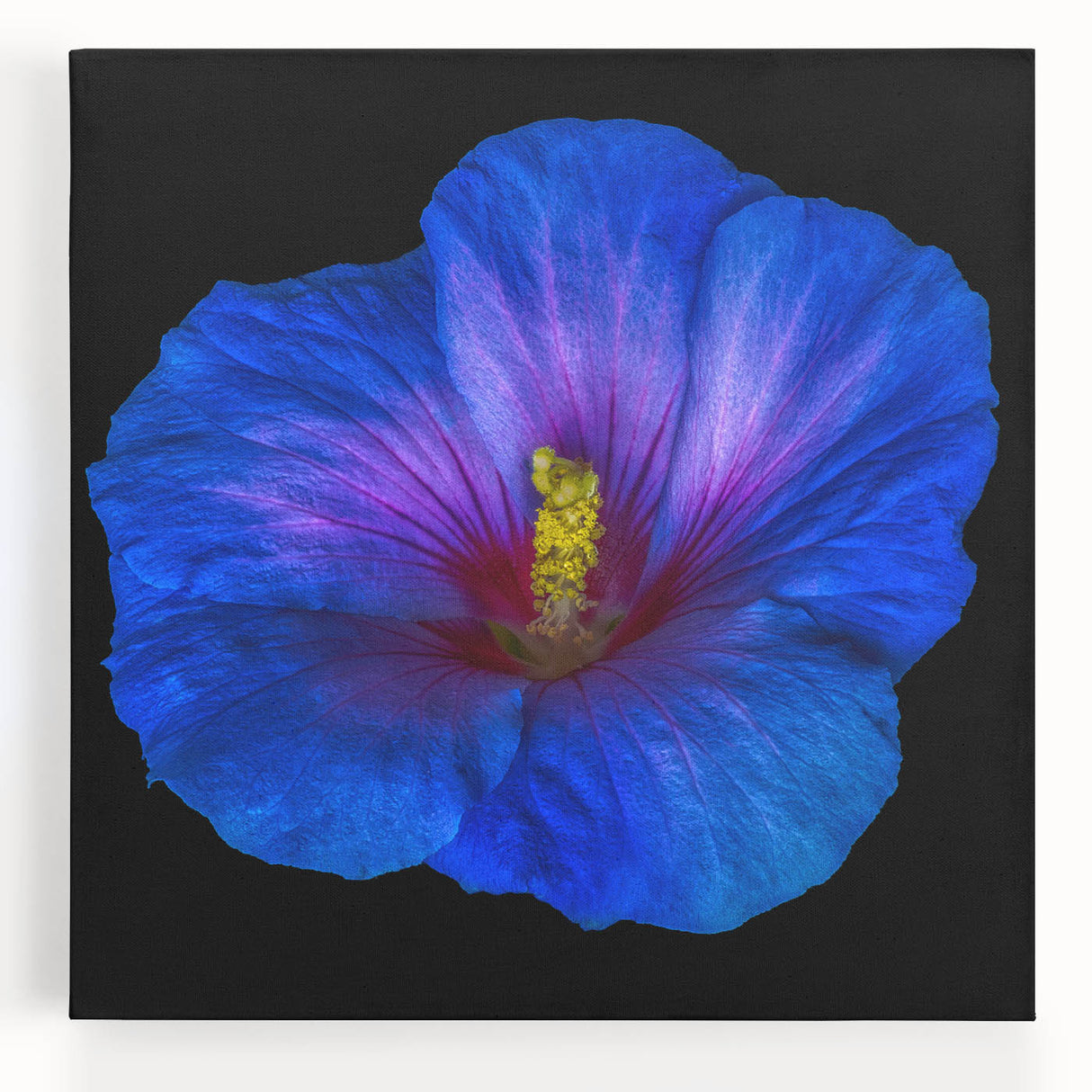 Vibrant hibiscus flower design on stretched canvas wall art, showcasing rich colors and intricate botanical details, perfect for home decor or art enthusiasts.