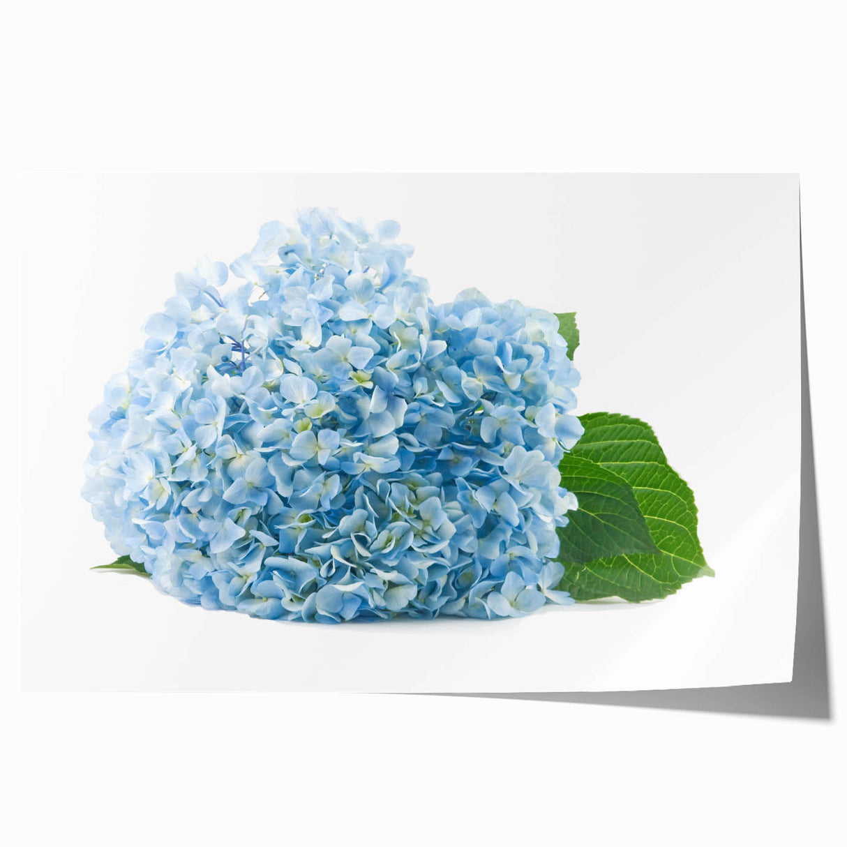 Botanical wall art print featuring a vibrant hydrangea design in soft pastel colors, rolled and ready for framing, perfect for home decor enthusiasts.