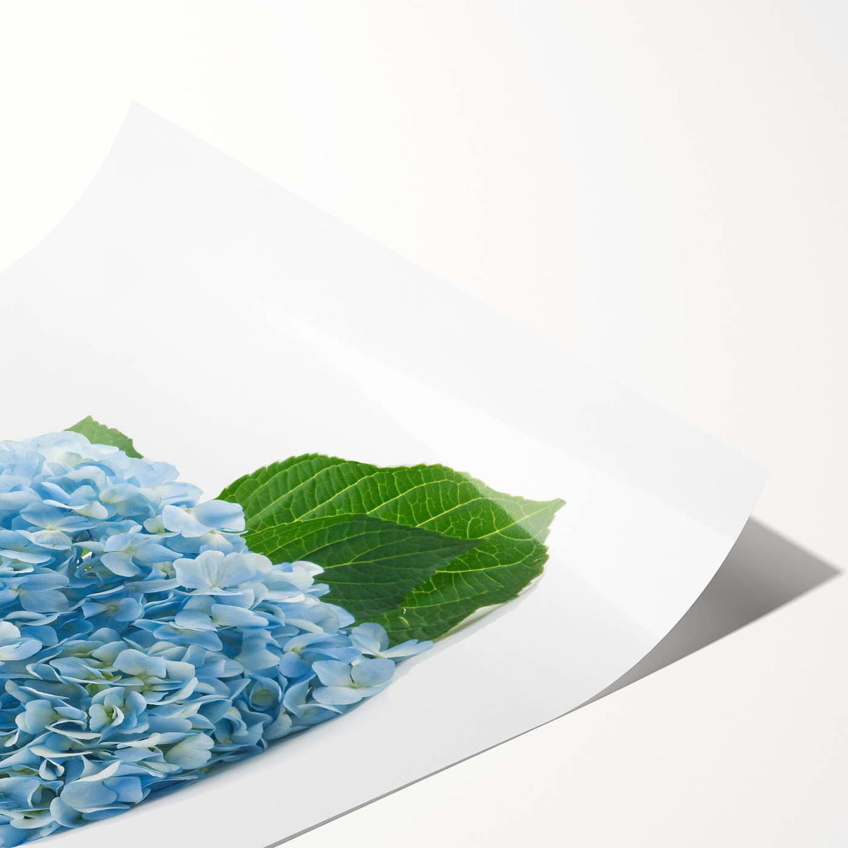 Botanical wall art print showcasing a vibrant blue hydrangea design, rolled and ready for framing, featuring intricate floral details and soft textures.