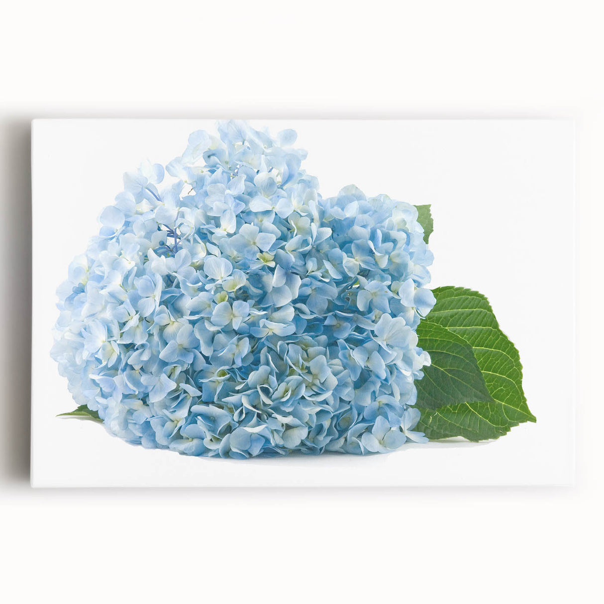 Stretched canvas wall art featuring a vibrant botanical hydrangea design in soft pastel colors, ideal for home decor or interior design accents, showcasing floral elegance.