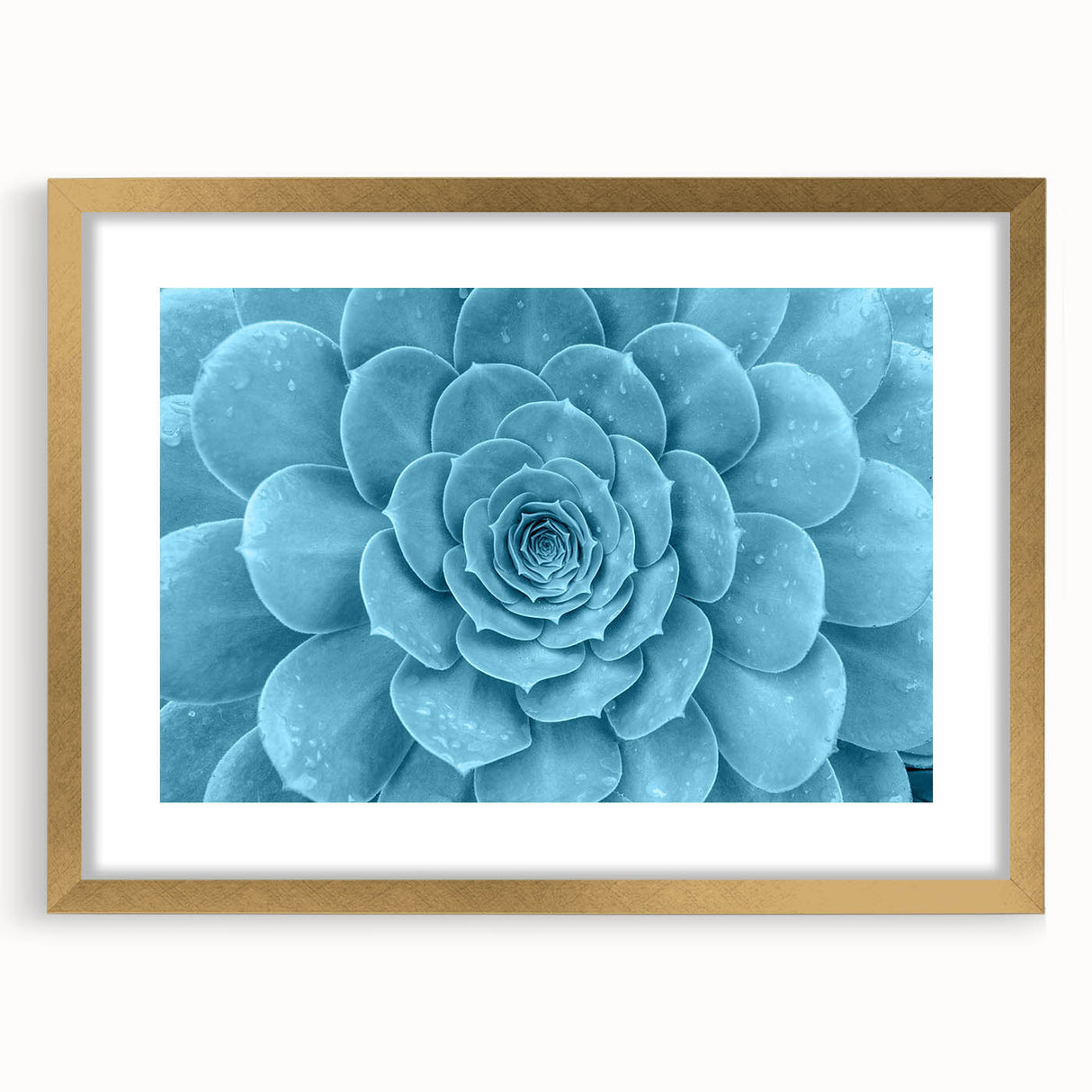Framed botanical wall art collection featuring vibrant succulents in a gold frame with a mat, perfect for adding a touch of nature to home decor.