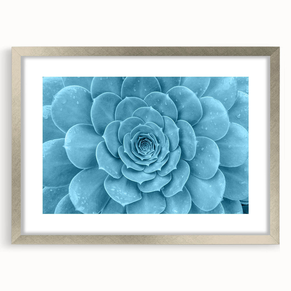 Framed botanical wall art collection featuring colorful succulents and flowers, elegantly displayed in a silver frame with a white mat, ideal for home decor.