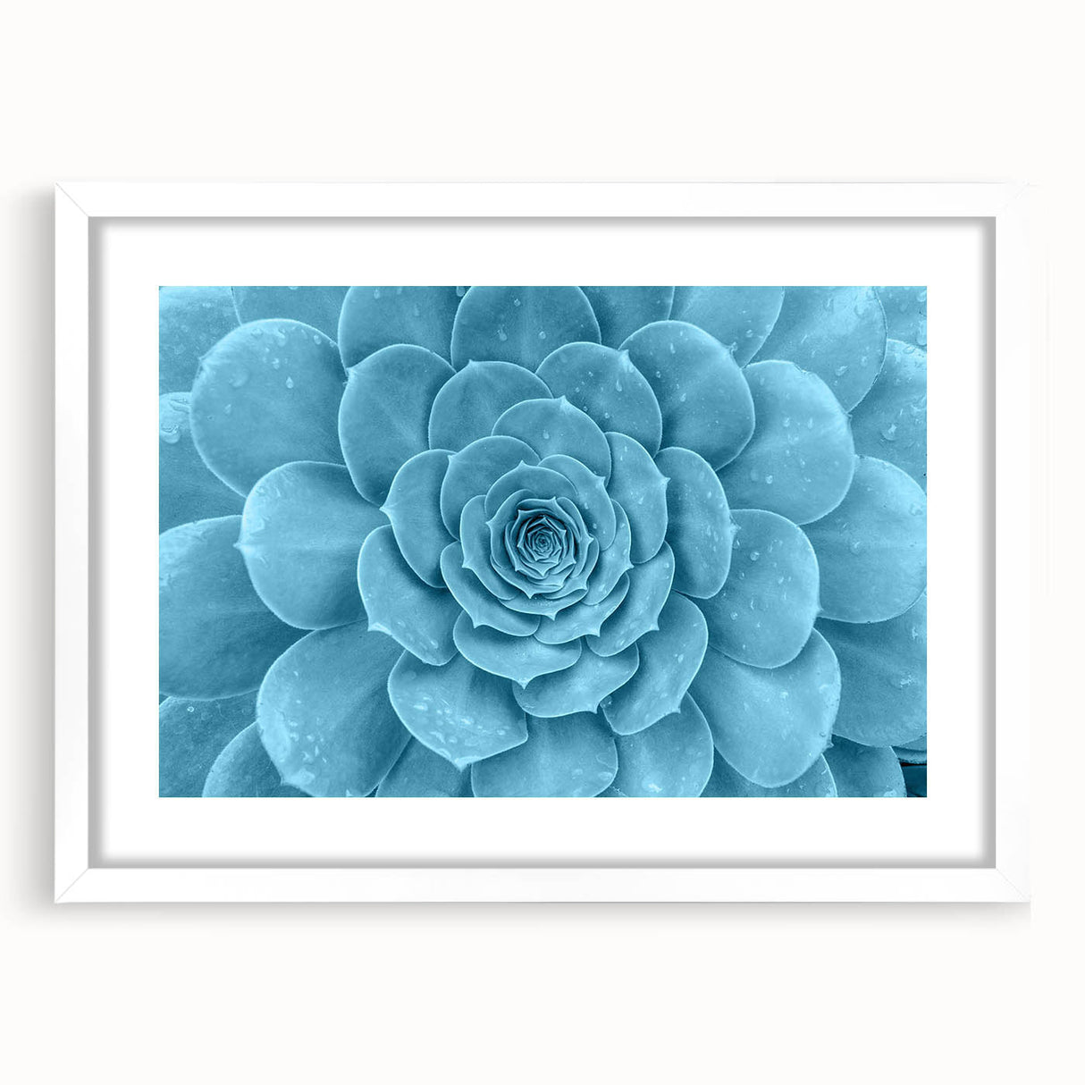 Botanical wall art collection showcasing vibrant floral and succulent designs in a white frame with a mat, perfect for home decor and enhancing interior aesthetics.