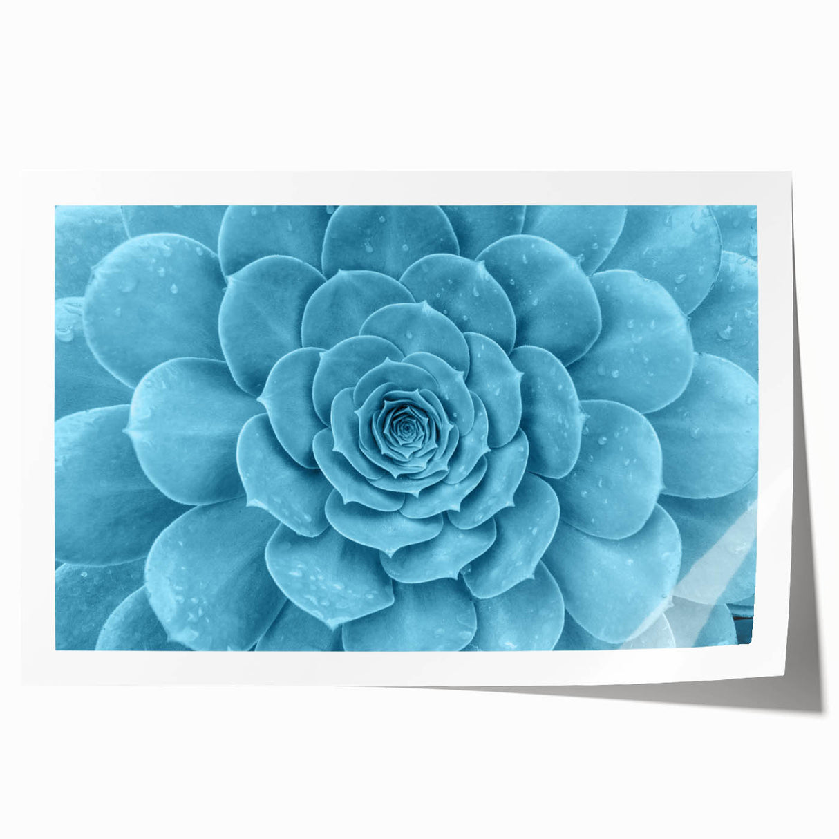 Vibrant botanical wall art featuring a collection of colorful succulents and flowers, printed on high-quality paper, perfect for home decor. Ideal for nature lovers and art enthusiasts.
