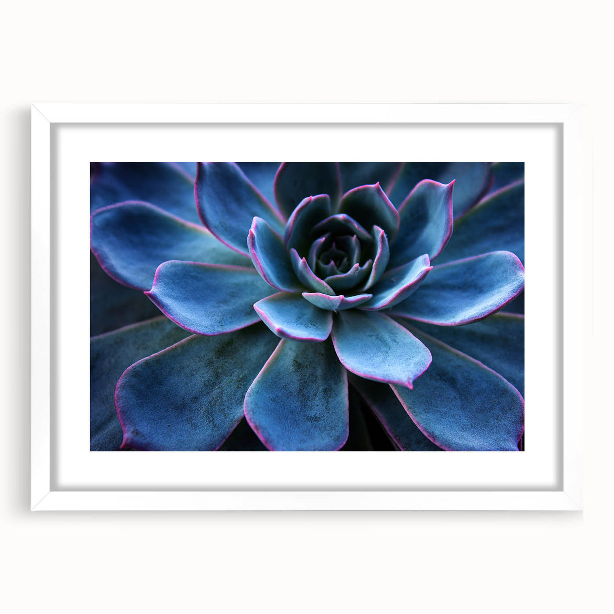 Botanical wall art featuring a floral and succulent design, framed with a white mat, showcasing vibrant colors and intricate details, perfect for home decor.