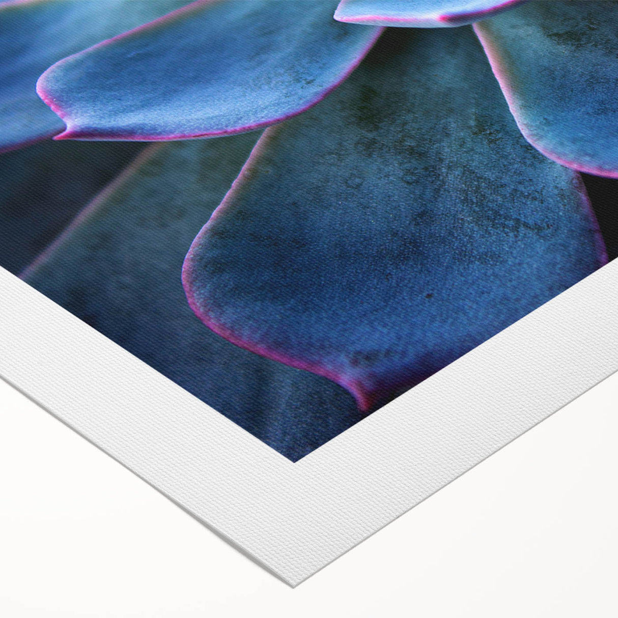 Botanical wall art featuring an array of vibrant succulents against a soft background, printed on rolled canvas, ideal for home decor enthusiasts seeking natural aesthetics.