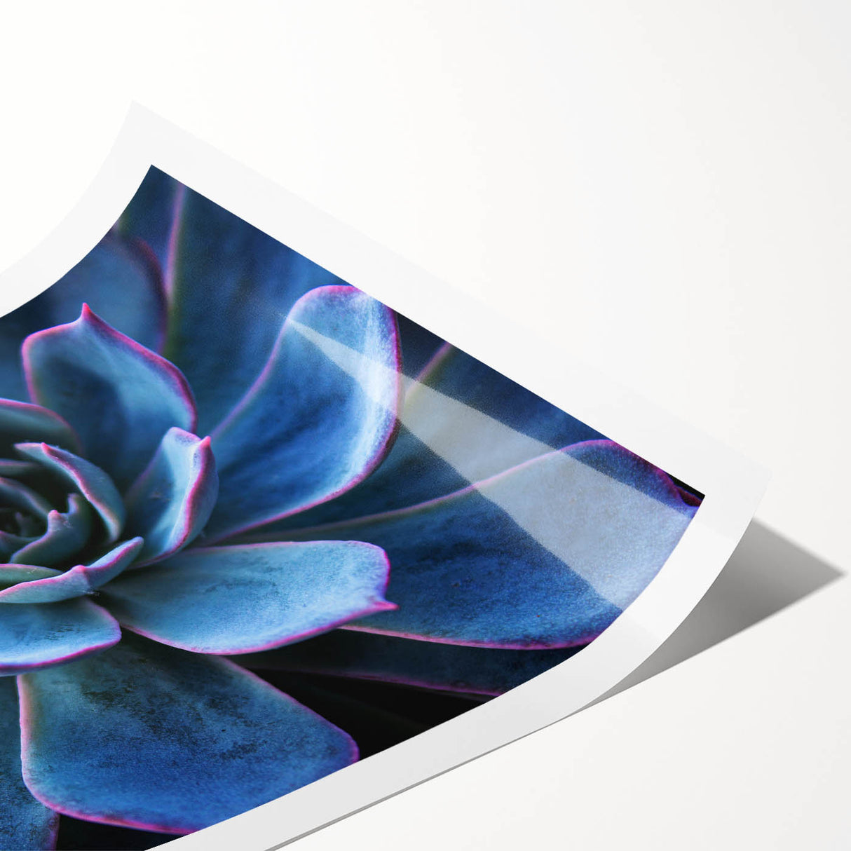 Vibrant botanical wall art print showcasing a collection of colorful succulents and flowers, elegantly rolled for easy display and storage in a protective tube.