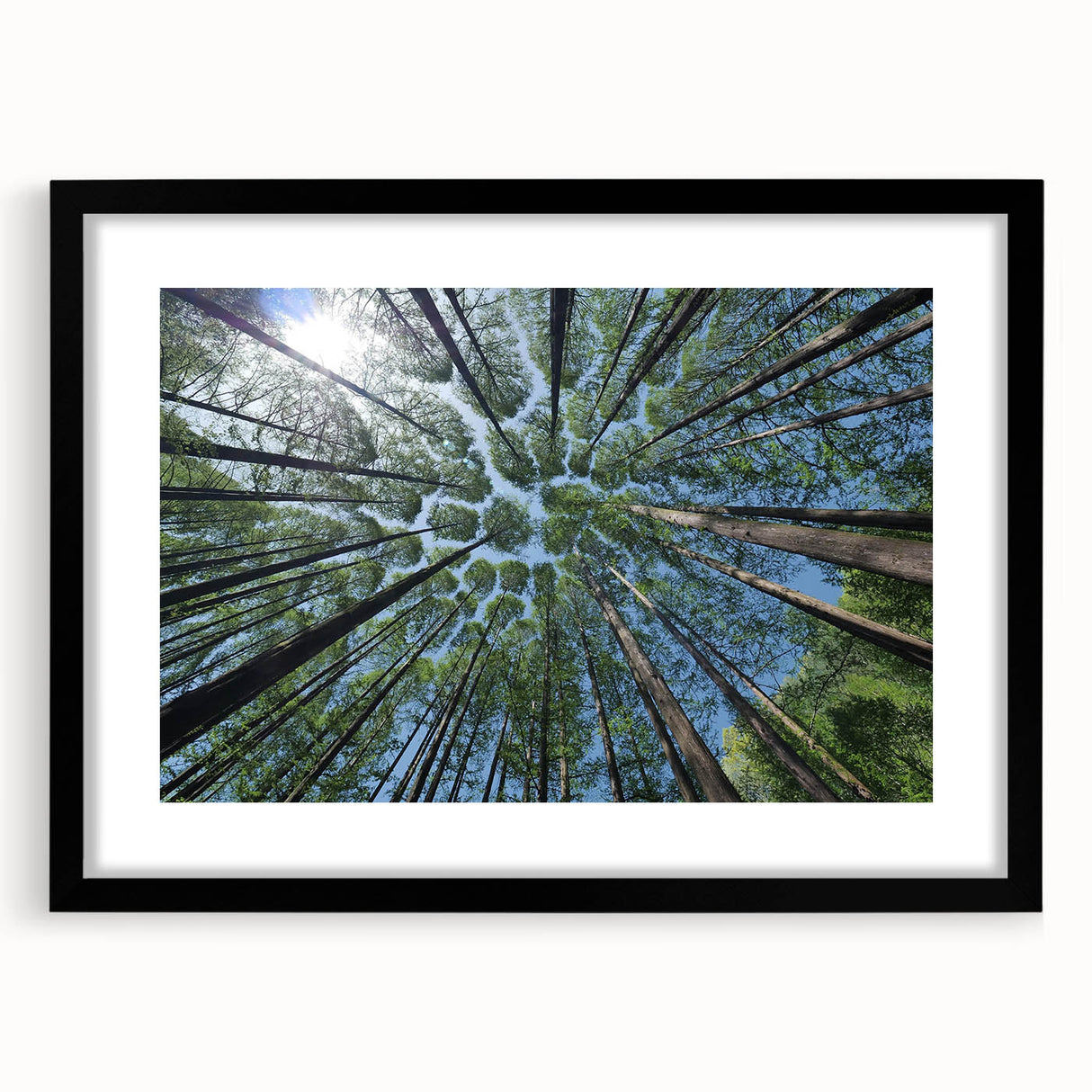 Botanical wall art collection featuring five framed prints of colorful flowers and trees with a sleek black frame, perfect for enhancing home decor.