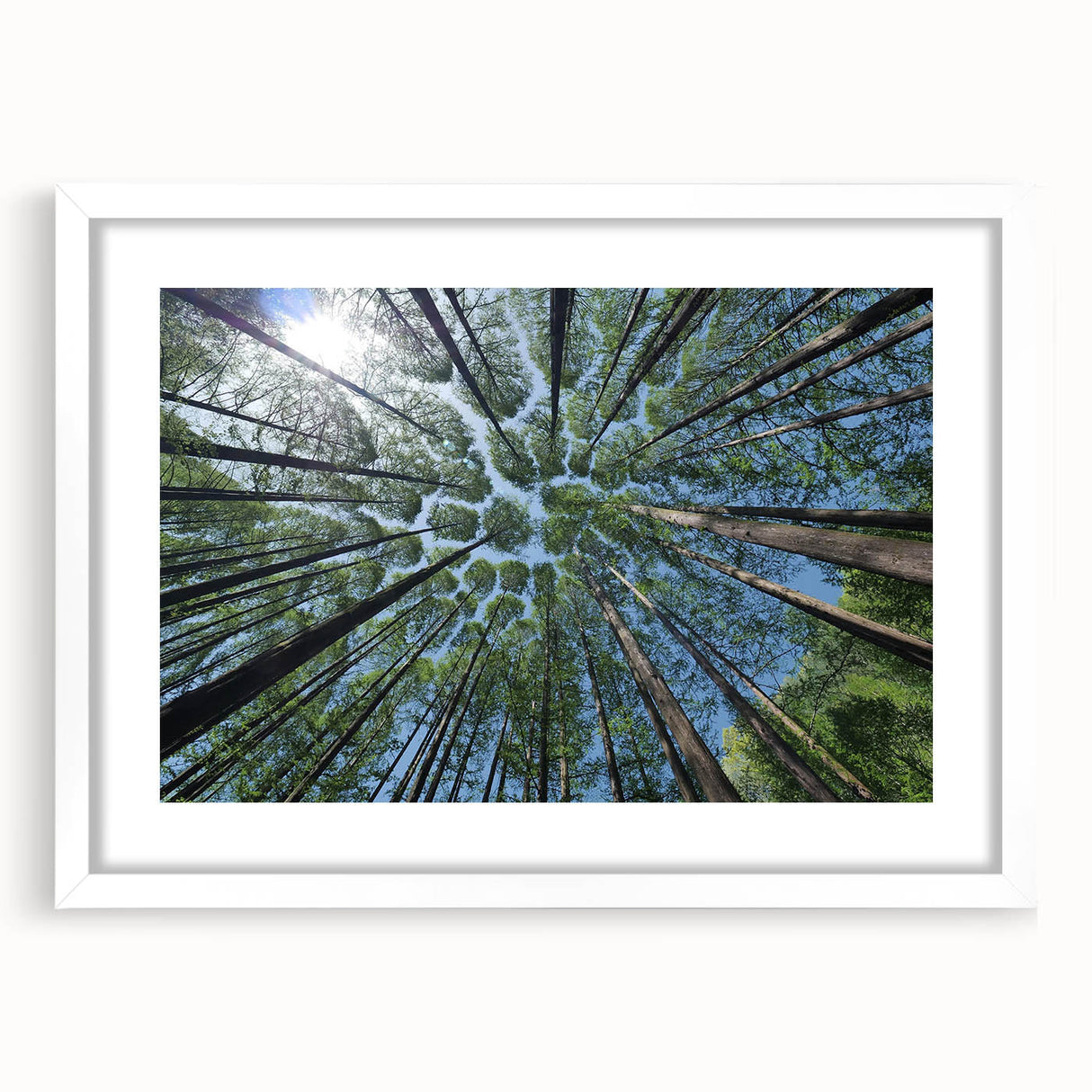 Botanical wall art collection showcasing a framed design of colorful flowers and trees, mounted with a white mat, perfect for home decor.