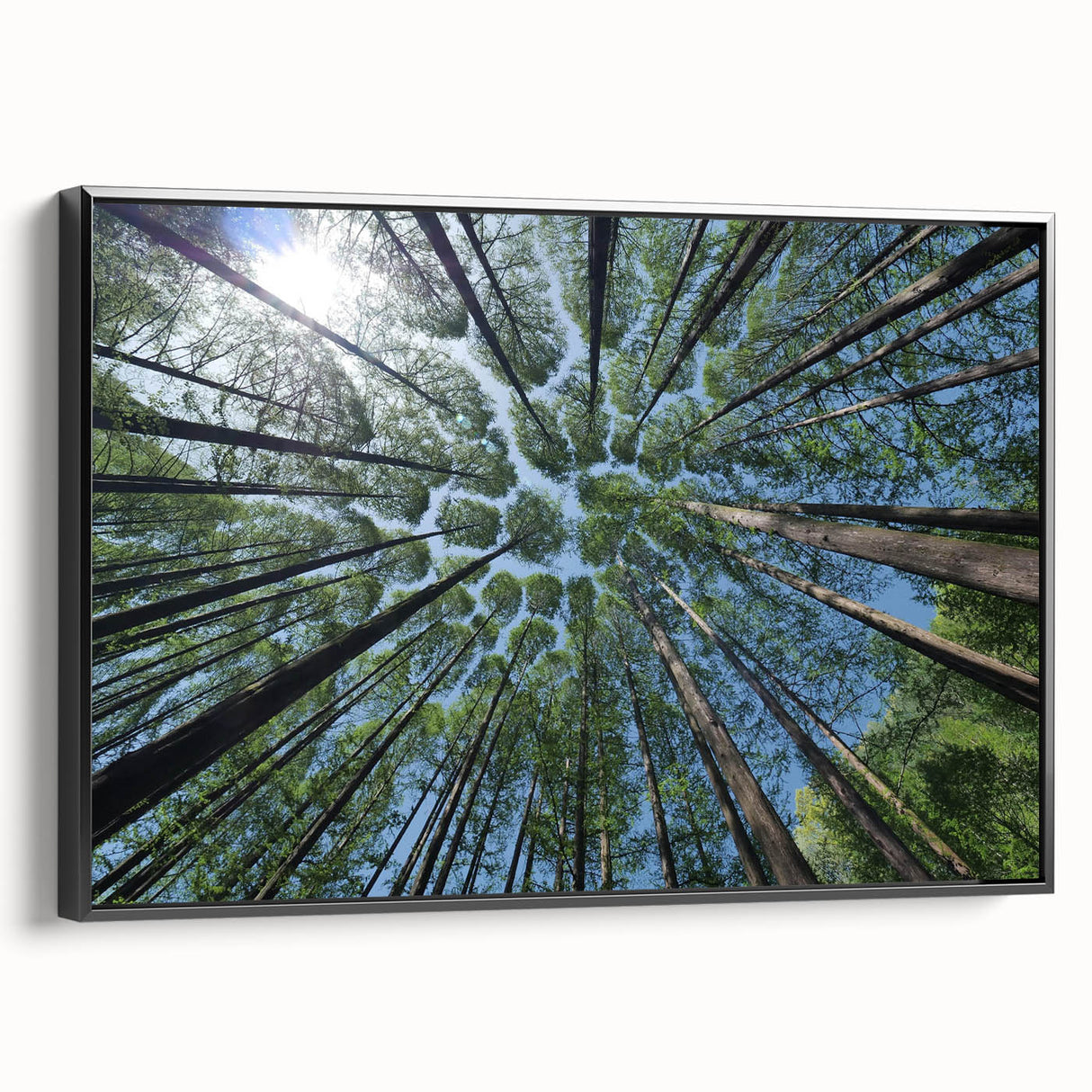 Framed wall art collection featuring botanical trees and colorful flowers on a black background, showcasing intricate details and vibrant hues in a stylish side view.