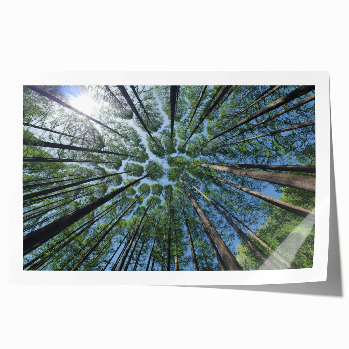 Botanical wall art collection featuring colorful flowers and trees in a rolled print format, ideal for home decor or nature-themed spaces, elegantly packaged.