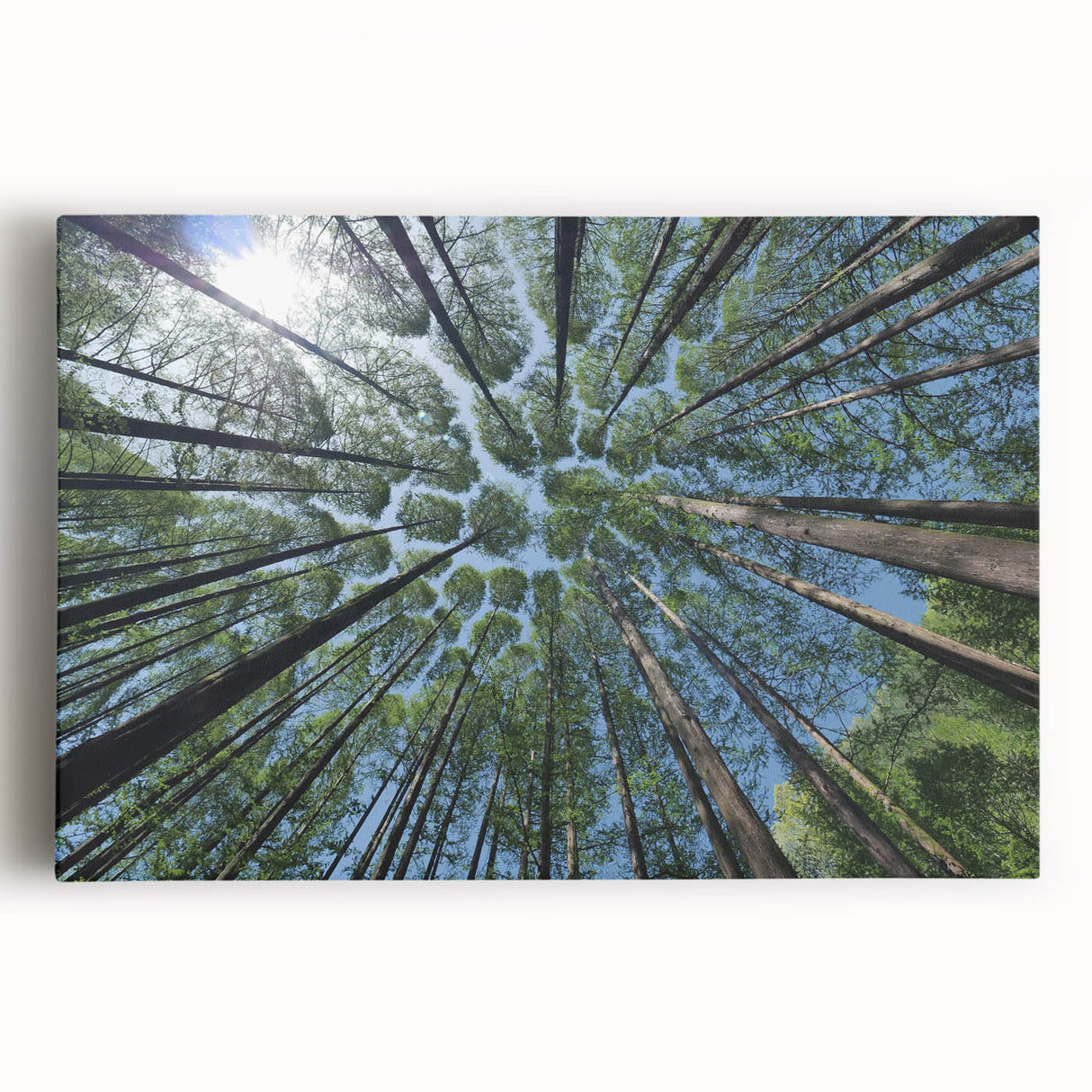 Vibrant botanical wall art collection featuring colorful flowers and trees on stretched canvas, ideal for enhancing home decor with a natural touch.