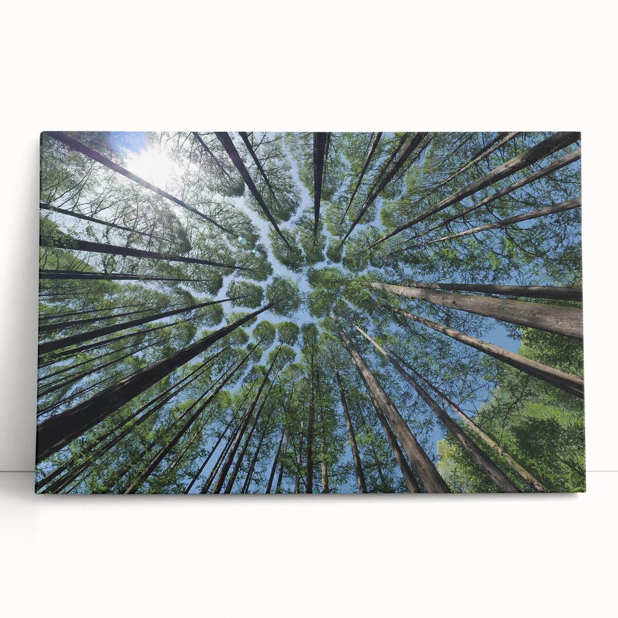 Colorful botanical tree wall art collection on stretched canvas, showcasing vibrant flowers and intricate designs, perfect for home decor enthusiasts looking for nature-inspired artwork.
