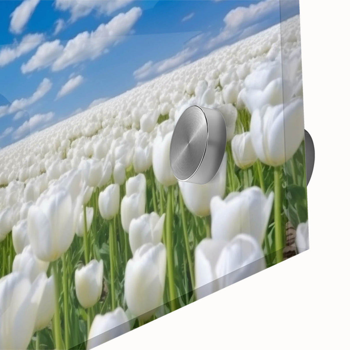 Close-up of a vibrant tulip botanical wall art design printed on acrylic glass, showcasing rich colors and intricate details that enhance any interior decor.