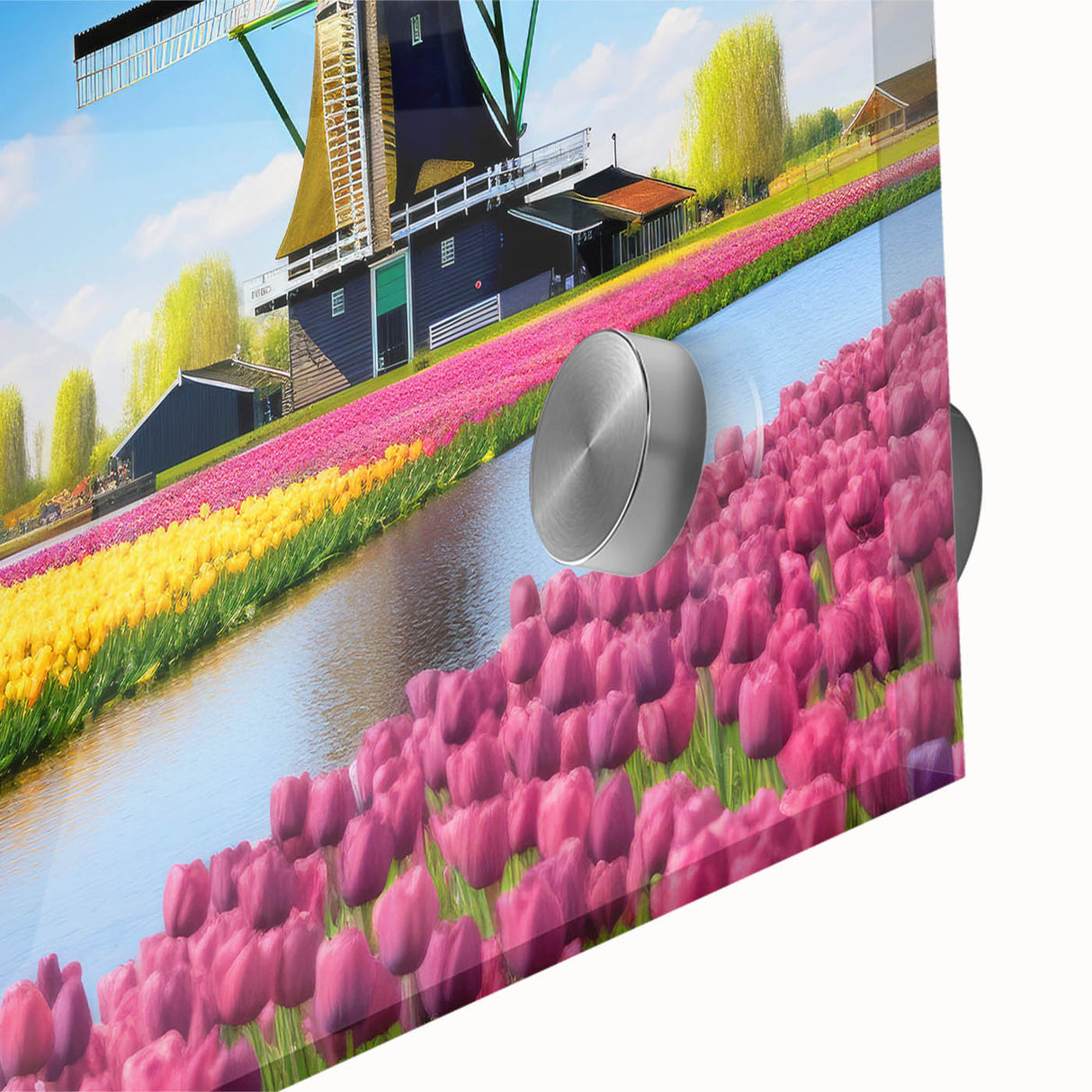 Close-up of a vibrant botanical wall art piece showcasing a detailed tulip design in vivid colors, printed on acrylic glass for a modern aesthetic, ideal for home decor.