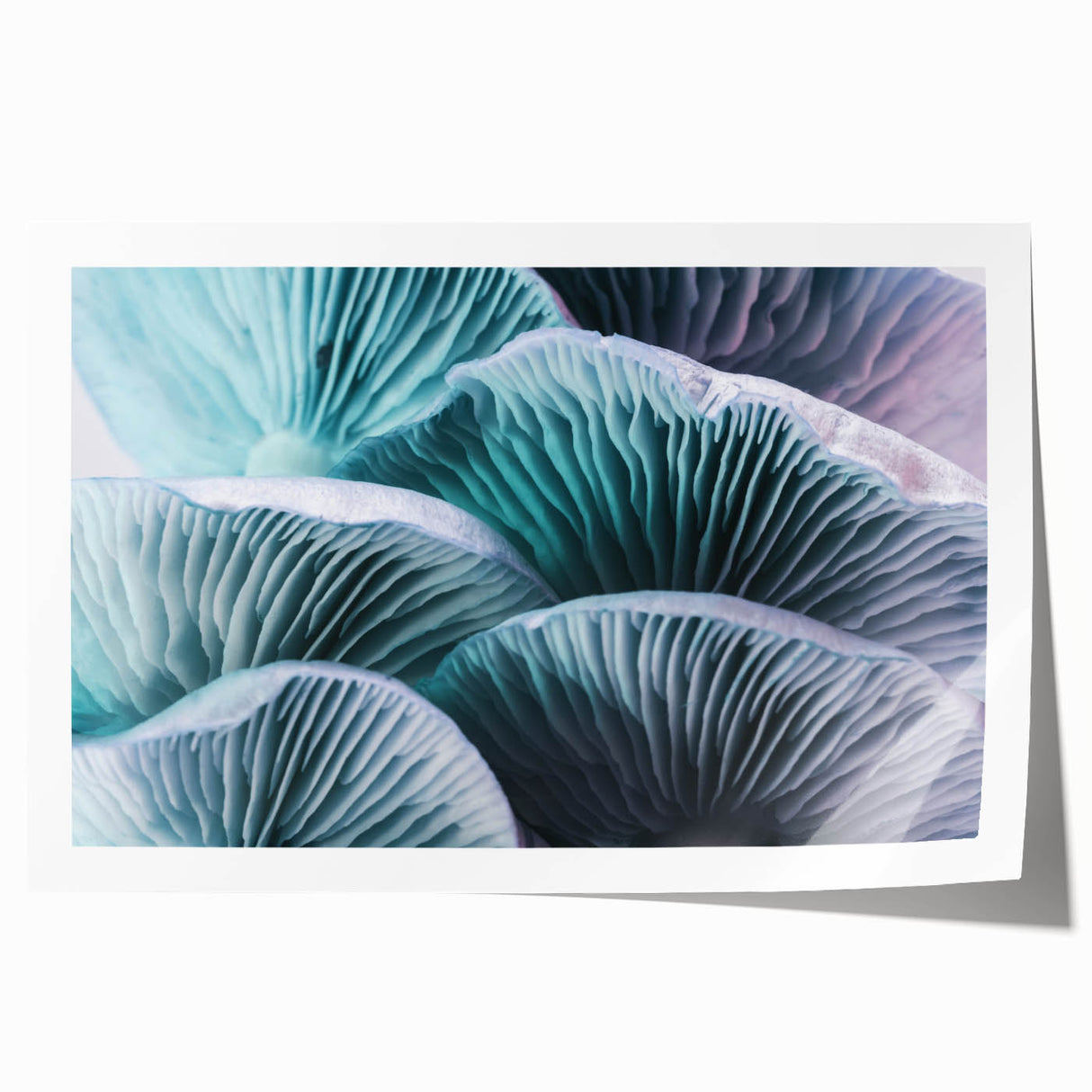 Close-up floral print in soft pink and white tones on a rolled canvas.