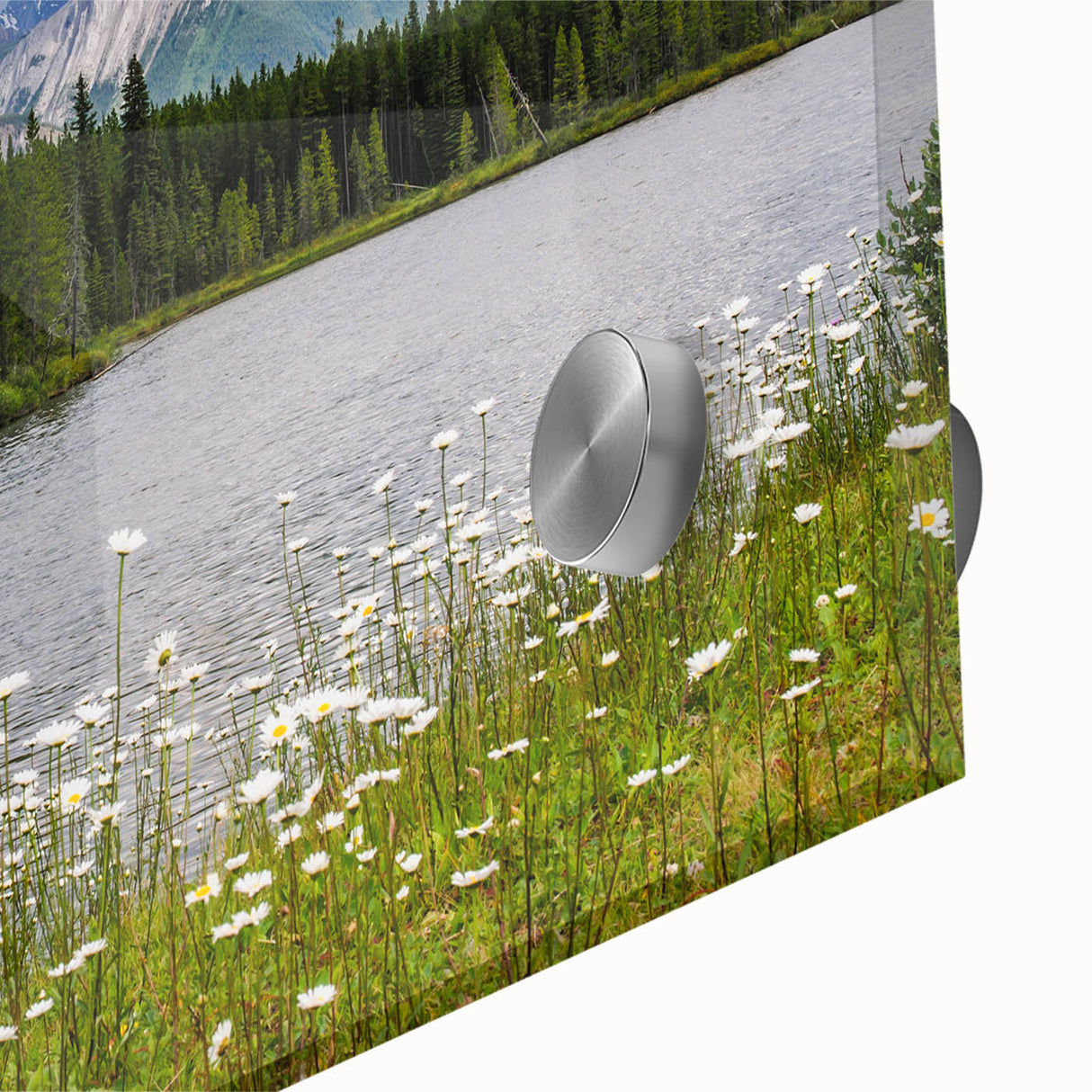 Close-up of vibrant wildflower wall art collection featuring intricate floral designs on acrylic glass, showcasing rich colors and detailed textures for a stunning home decor accent.