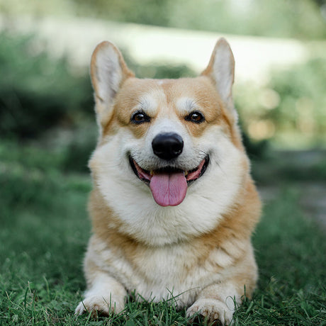 Adorable Welsh Pembroke Corgi wall art print, perfect addition to home decor for dog lovers.