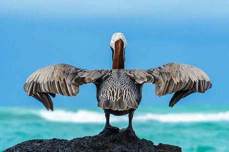 Brown Pelican wildlife wall art from the Galapagos Collection, showcasing vivid feathers and wings