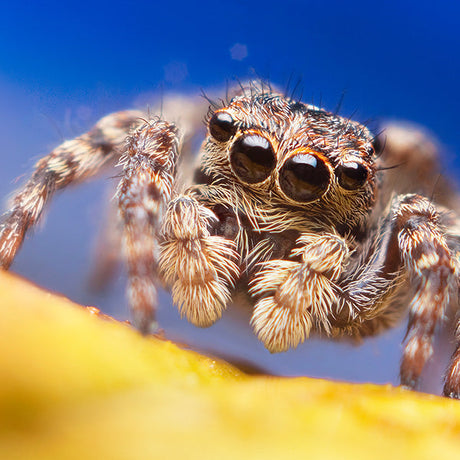Spider wall art featuring extreme close-up macro photograph of a hairy jumping spider with vivid detail and blue background, modern insect-themed decor