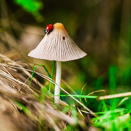 Spring wall art featuring a delicate mushroom with a ladybug on top, surrounded by green grass and soft light — Spring wall art collection for nature lovers.