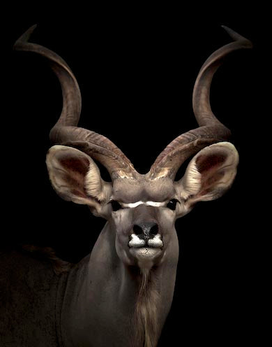 Handcrafted Antelope wall art featuring a detailed deer-like kudu with intricate horns and snout, perfect for home decor and wall print enthusiasts.