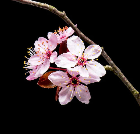cherry-blossom-wall-art-collection