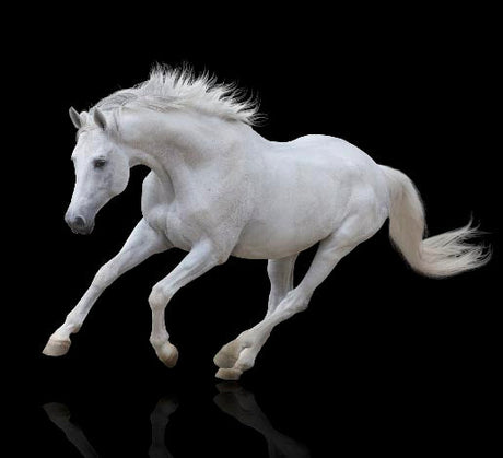 horse-wall-art-collection