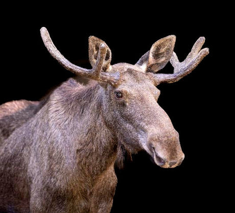 Moose and elk wall art featuring detailed portrait of moose with velvet antlers on black background, wildlife photography print for rustic home decor