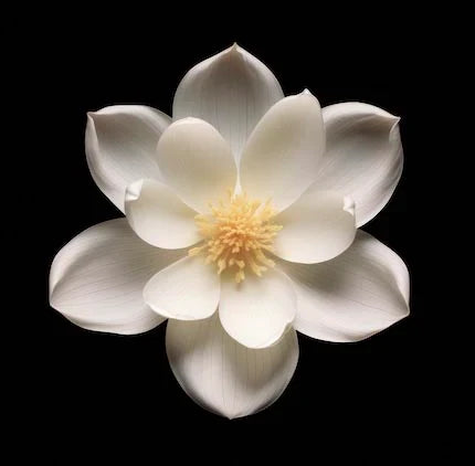 orchid-wall-art-collection