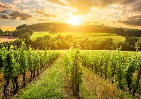 vineyard-wall-art-collection