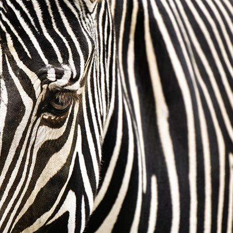 Close-up of zebra stripes – best selling nature and wildlife wall art