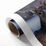Stunning Antelope Photography - Elegant Wildlife Wall Art Print