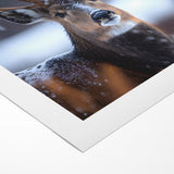 Stunning Antelope Photography - Elegant Wildlife Wall Art Print