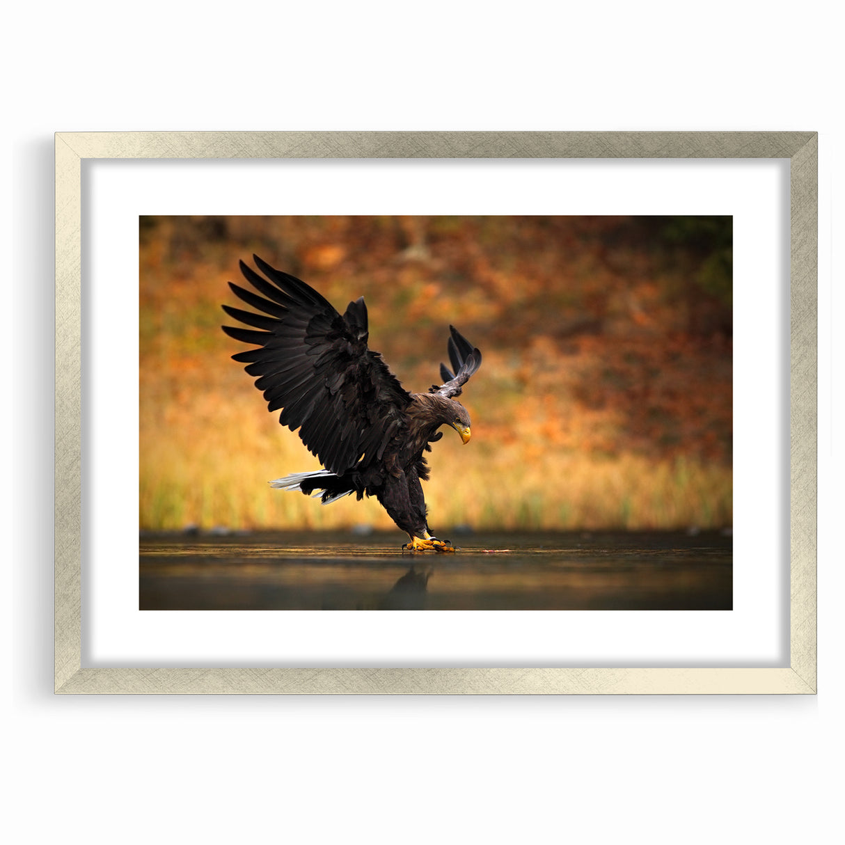 Majestic Birds of Prey Wildlife Art – Graceful Eagle Wall Decor Print