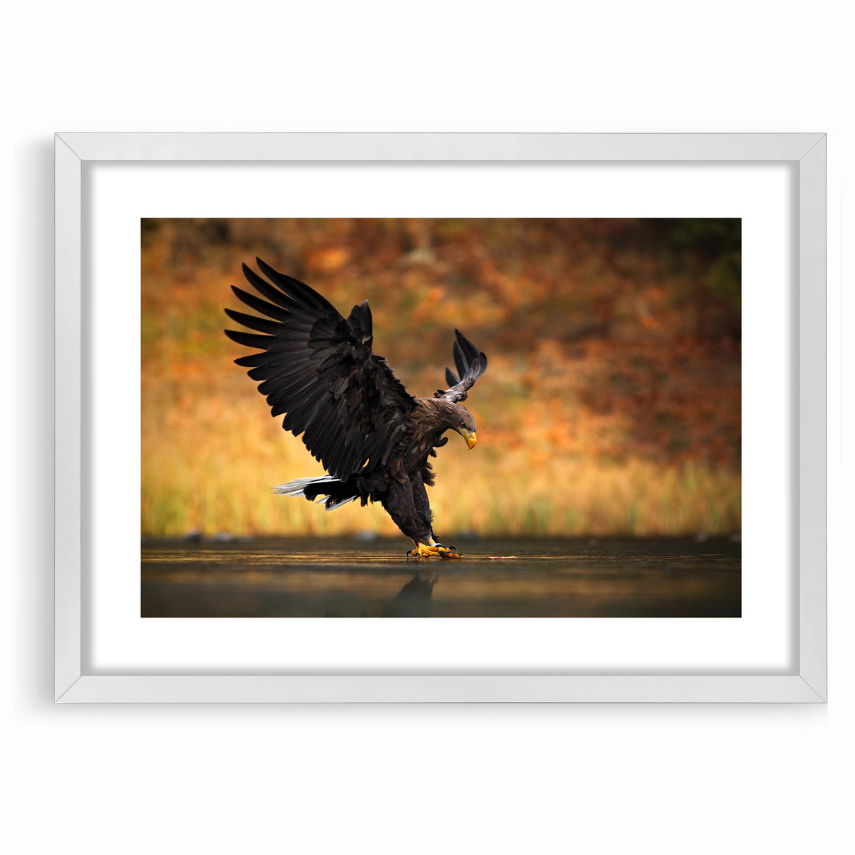 Majestic Birds of Prey Wildlife Art – Graceful Eagle Wall Decor Print
