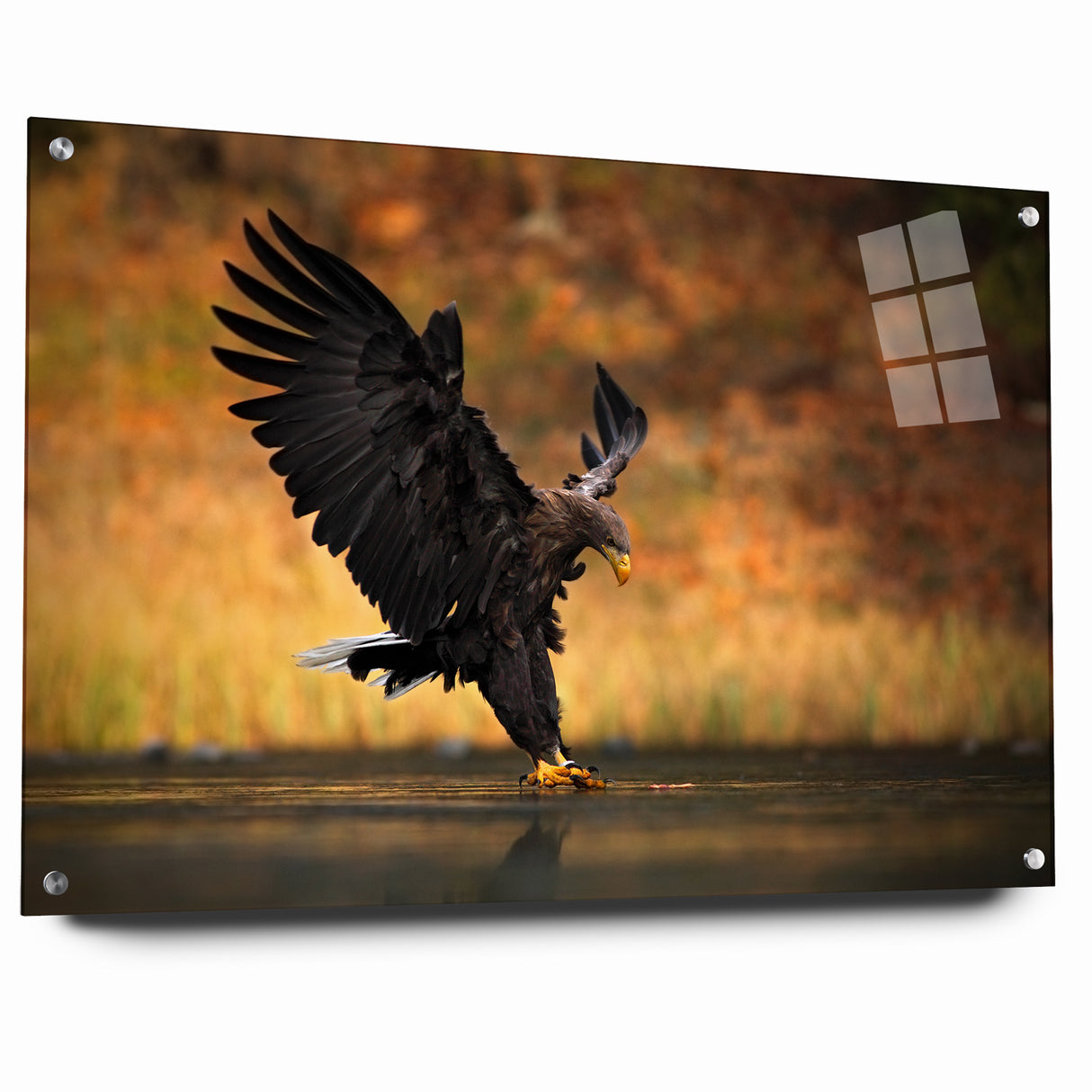 Majestic Birds of Prey Wildlife Art – Graceful Eagle Wall Decor Print