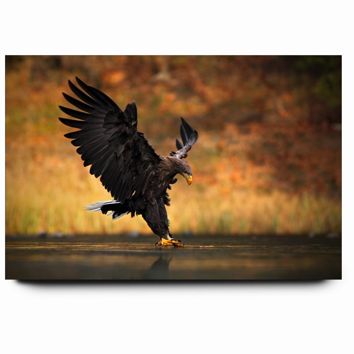 Majestic Birds of Prey Wildlife Art – Graceful Eagle Wall Decor Print