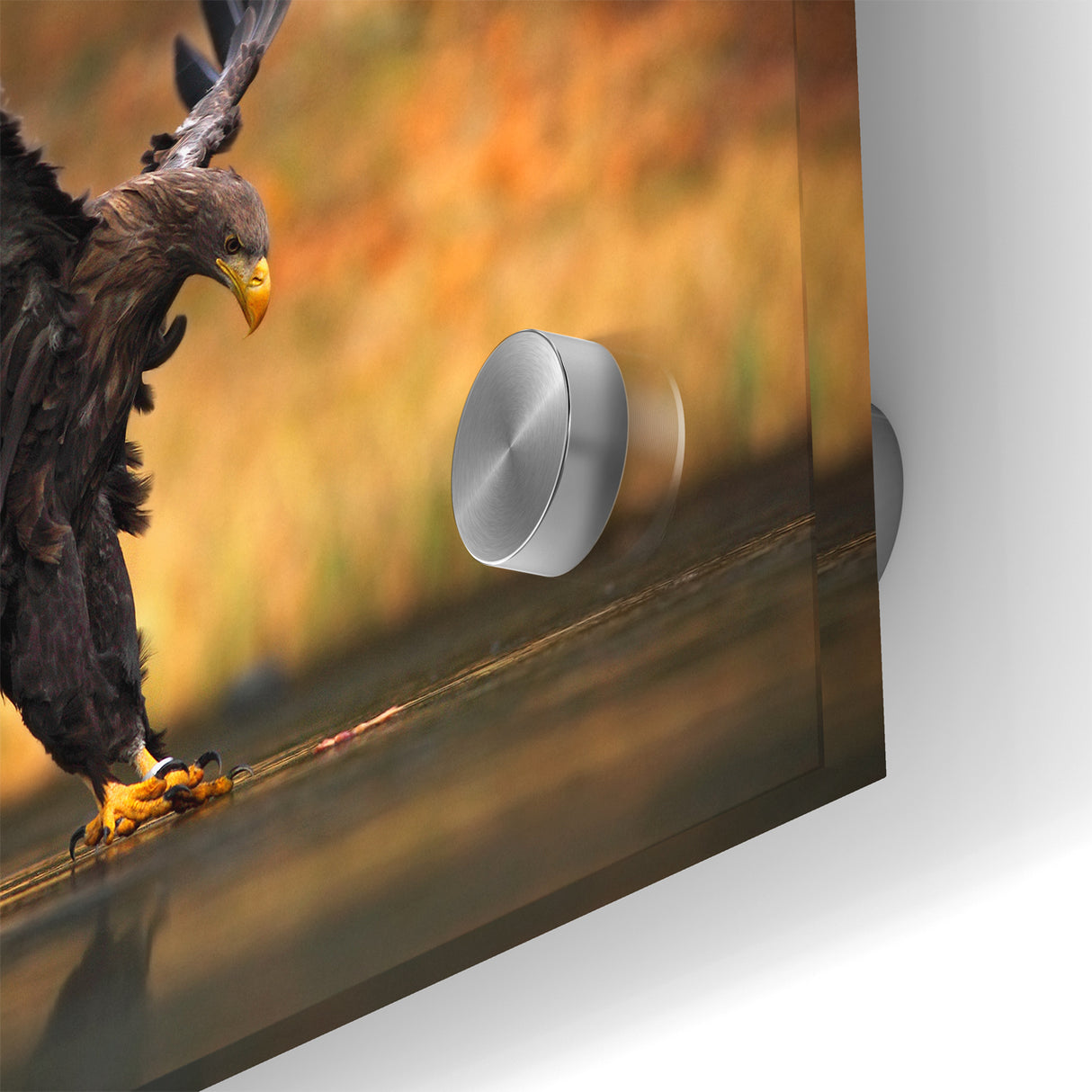 Majestic Birds of Prey Wildlife Art – Graceful Eagle Wall Decor Print