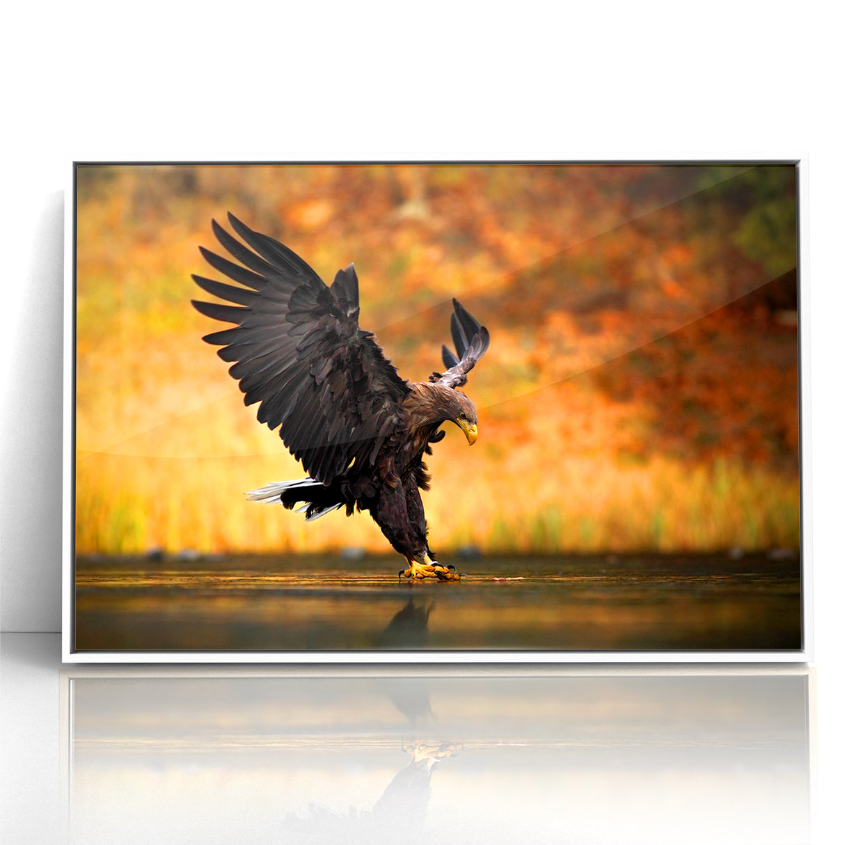Majestic Birds of Prey Wildlife Art – Graceful Eagle Wall Decor Print