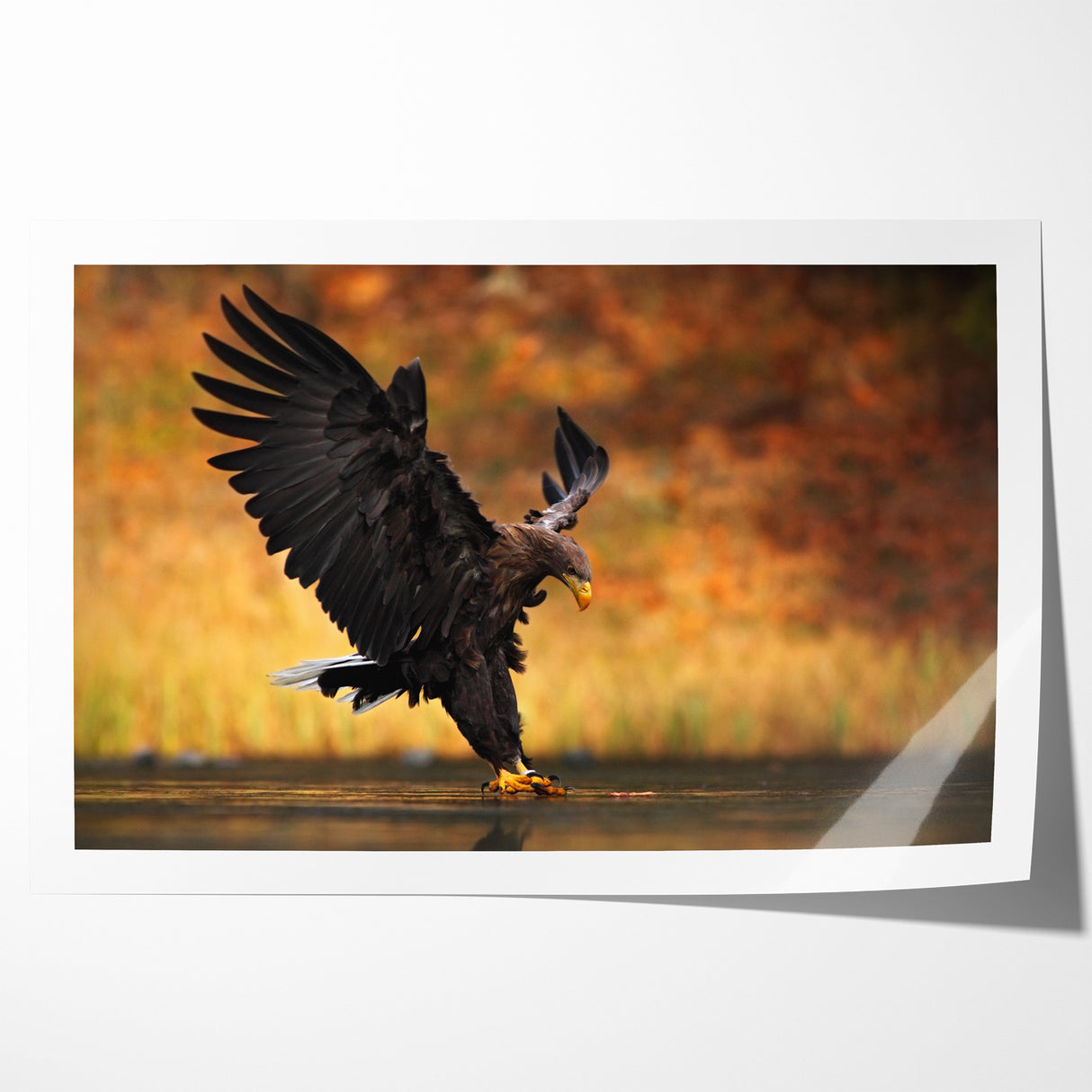 Majestic Birds of Prey Wildlife Art – Graceful Eagle Wall Decor Print