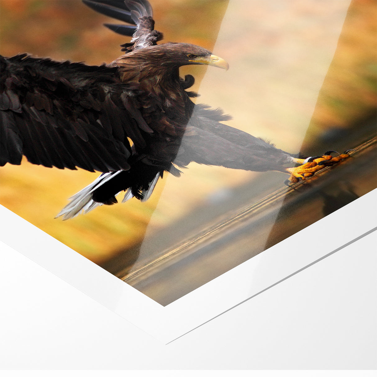 Majestic Birds of Prey Wildlife Art – Graceful Eagle Wall Decor Print