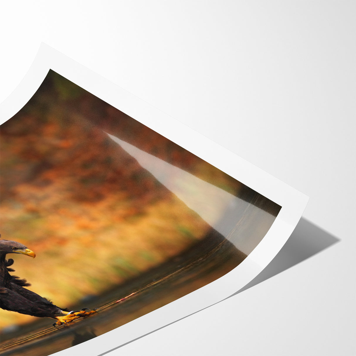 Majestic Birds of Prey Wildlife Art – Graceful Eagle Wall Decor Print