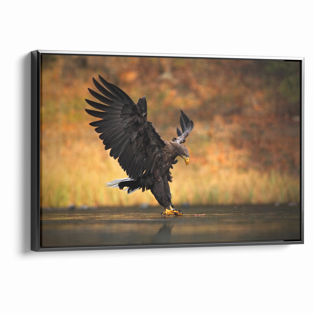 Majestic Birds of Prey Wildlife Art – Graceful Eagle Wall Decor Print