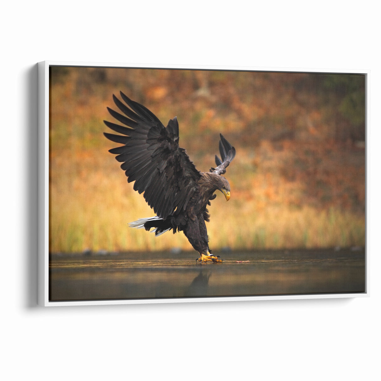 Majestic Birds of Prey Wildlife Art – Graceful Eagle Wall Decor Print