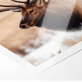 Graceful Antelope Wildlife Art - Elegant African Antelope Print Canvas