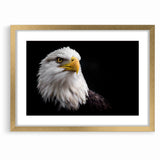 Elegant Birds of Prey Wall Art – Majestic Bald Eagle Portrait Print