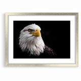 Elegant Birds of Prey Wall Art – Majestic Bald Eagle Portrait Print