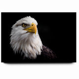Elegant Birds of Prey Wall Art – Majestic Bald Eagle Portrait Print